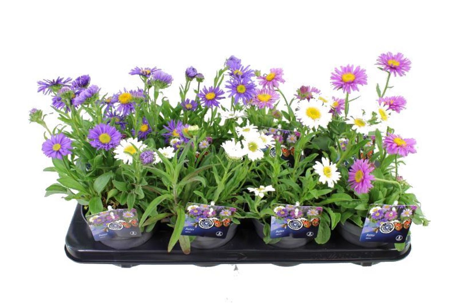 Alpi aster (Aster alpinus) Mix 9 cm pott