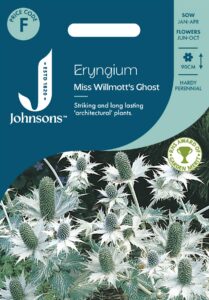 Eryngium "Miss Willmott's Ghost" Johnsons 30 s.