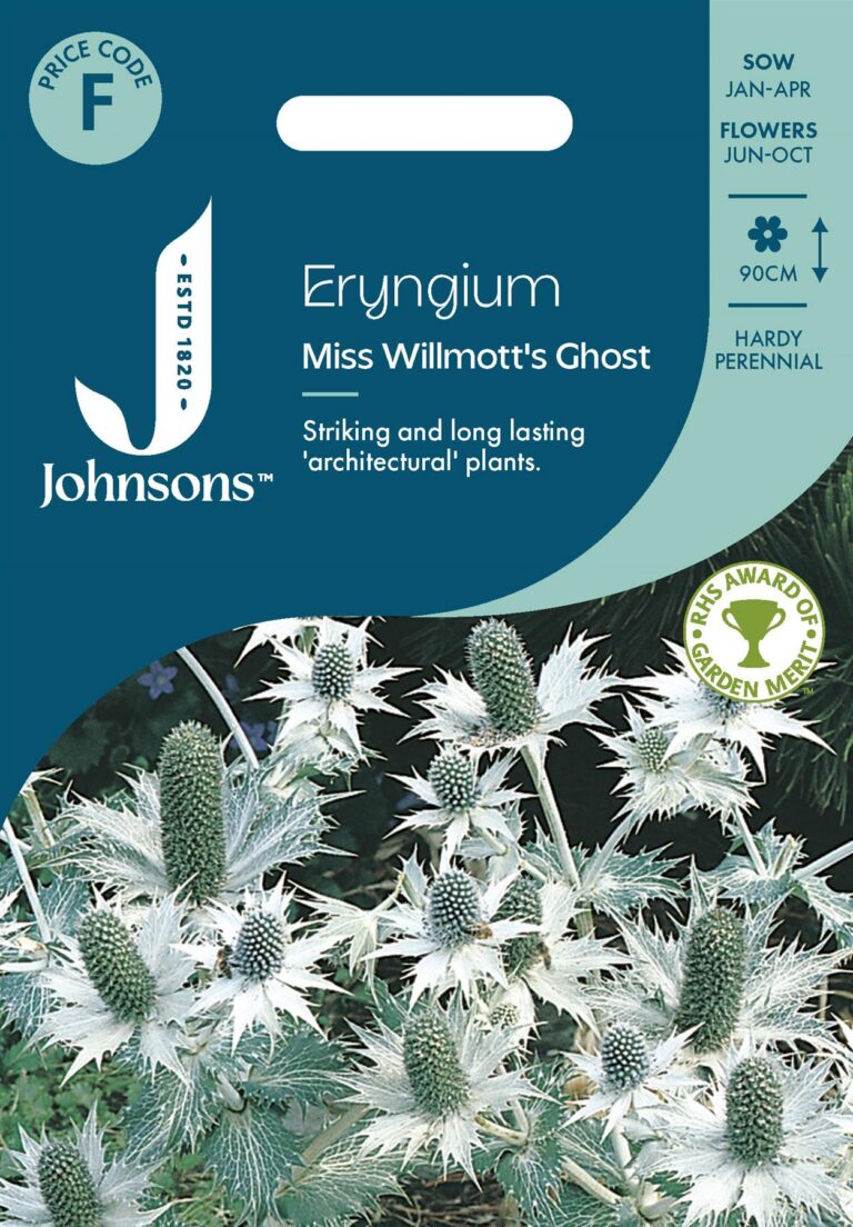 Eryngium "Miss Willmott's Ghost" Johnsons 30 s.