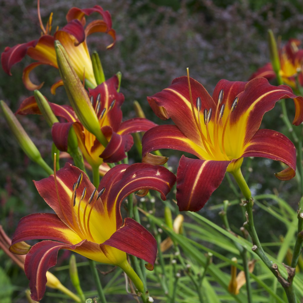 Dienlelė "Autumn Red", 9 cm vazonas