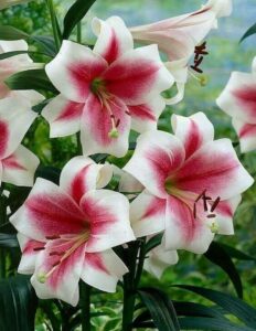 Lilium "Pink & White"