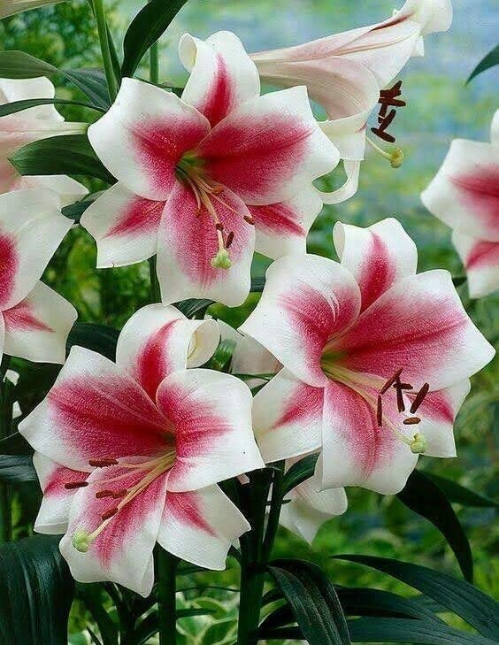 Lilium "Pink & White"