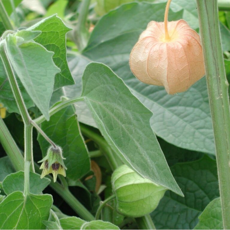 Physalis peruviana "Edulis"