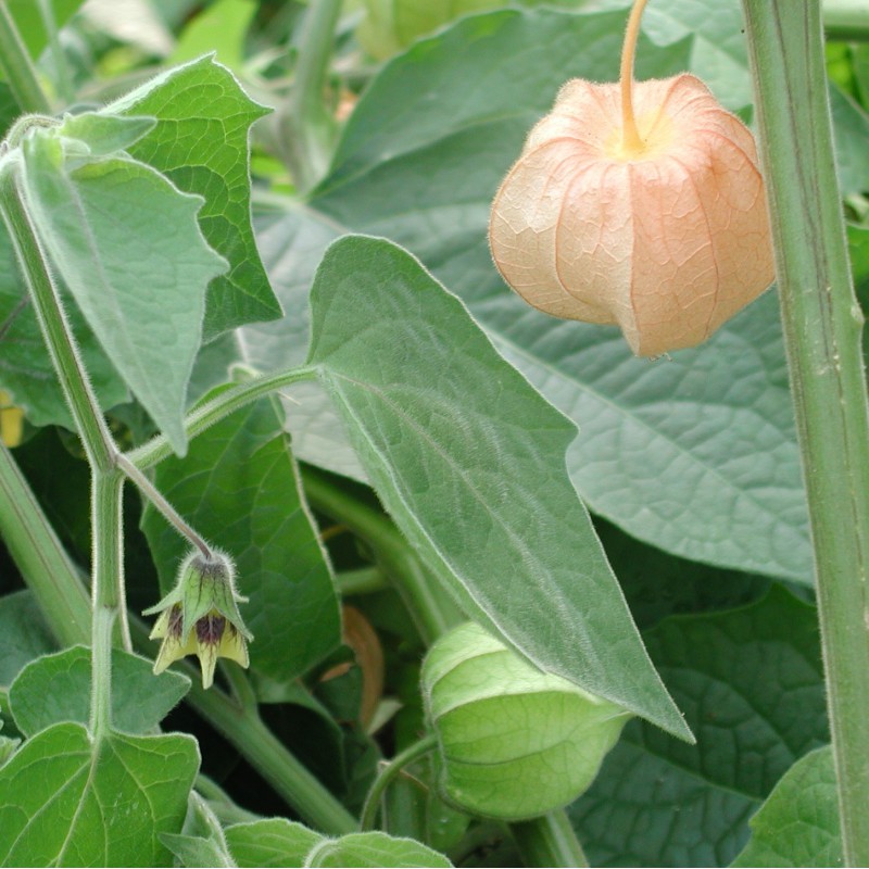 Andienkirsikka "Edulis" (Physalis peruviana), taimi