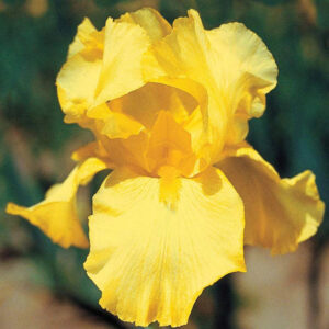 Aediiris "Harvest of Memories" 2L pott