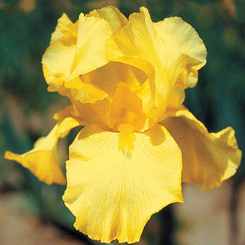 Aediiris "Harvest of Memories" 2L pott