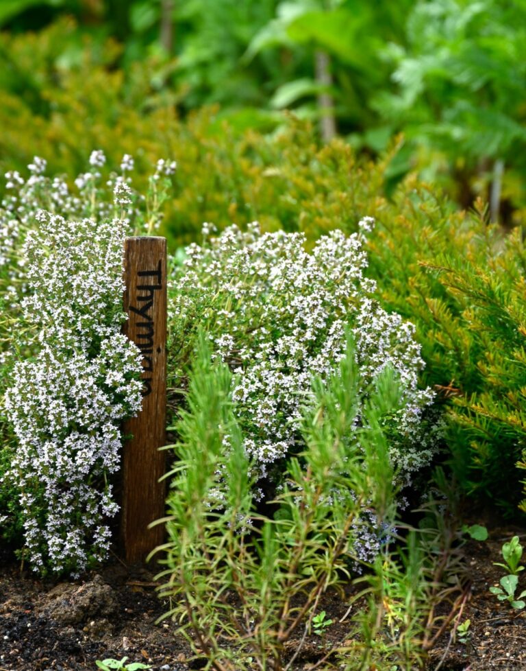 Harilik tüümian (Thymus vulgaris), 9 cm pott