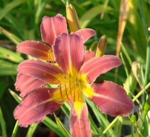 Hemerocallis "Purple Waters"