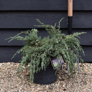 Flaky juniper "Holger" 20 cm pot