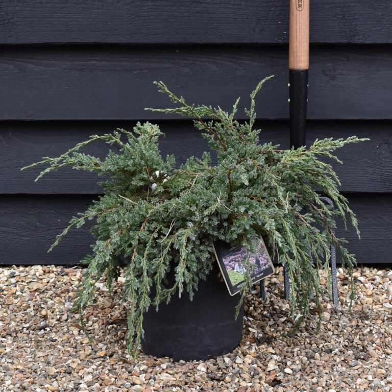 Juniperus squamata "Holger" 20 cm pott