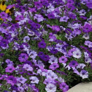 Petunia pendula "Shock Wave"