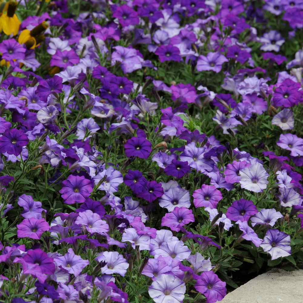 Petunia pendula "Shock Wave"
