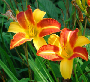 Hemerocallis "Frans Hals" 9 cm pott