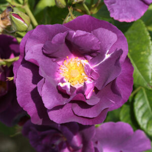 Роза Rosa "Rhapsody in Blue"