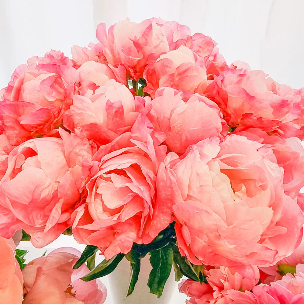 Aedpojeng "Pink Choice"