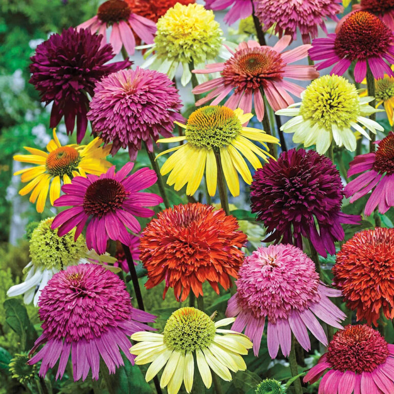 Echinacea assortii
