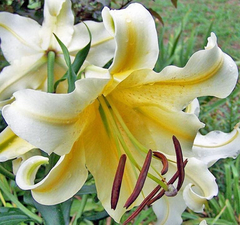 Lilium HONEY MOON