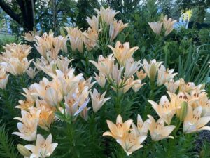 Lilium azjatic MENORCA