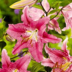 Lilium PESARO