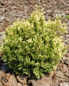 Eastern white cedar "Hoseri Variegata"