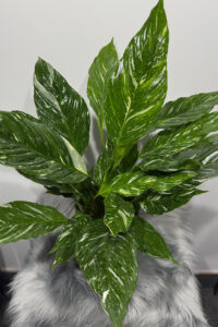 Спатифиллум "Diamond" (Spathiphyllum), горшок 12 см