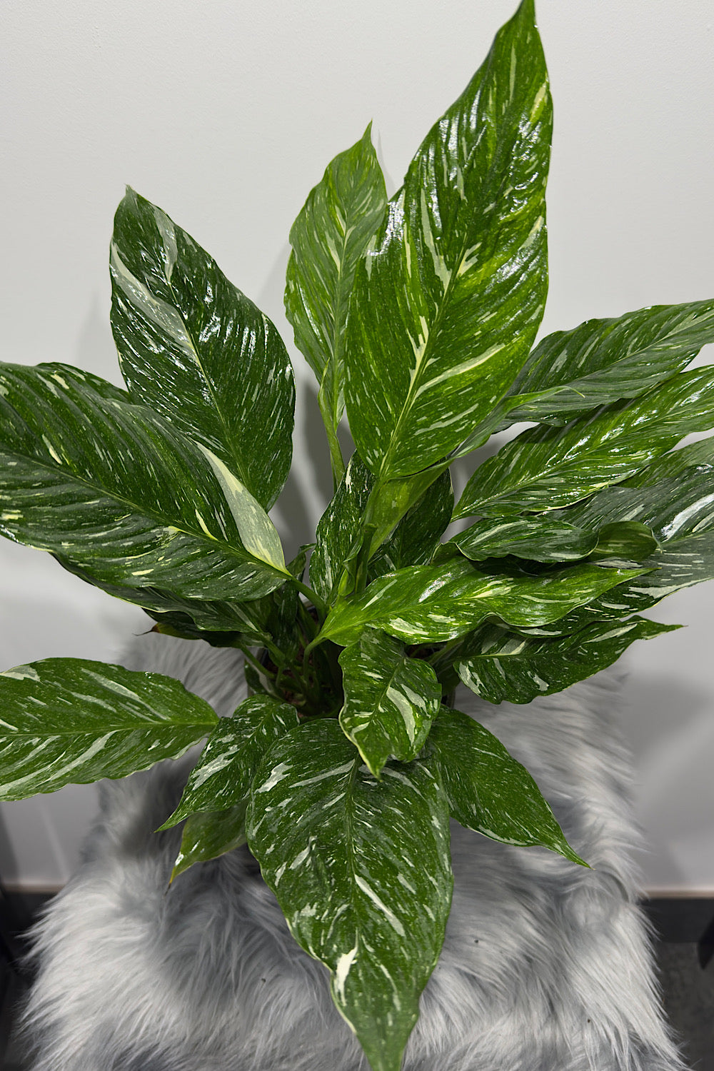 Spathiphyllum "Diamond", 12 cm vazonas