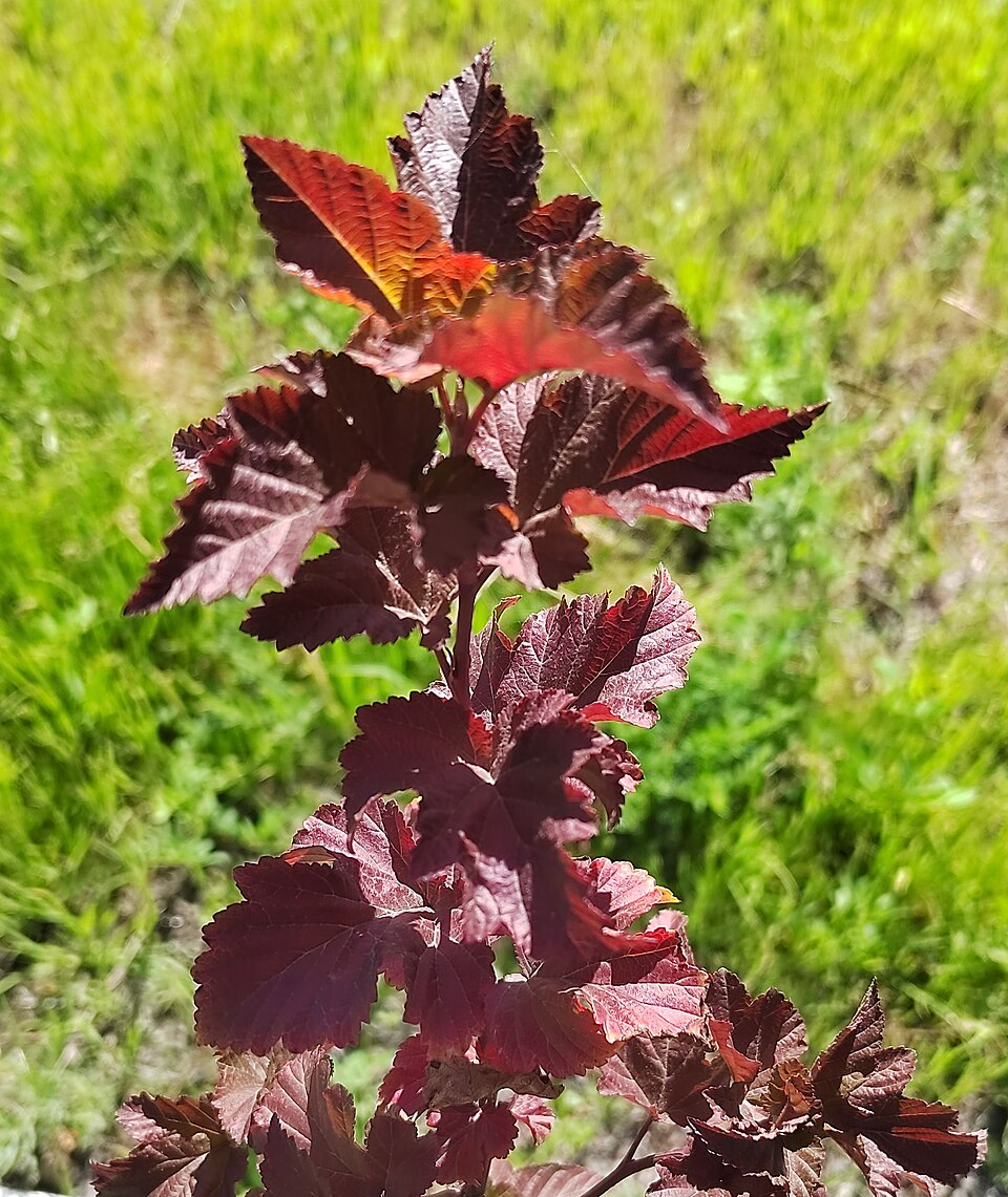 Physocarpus opulifolius "Amber Jubelee" 20 cm ruukku