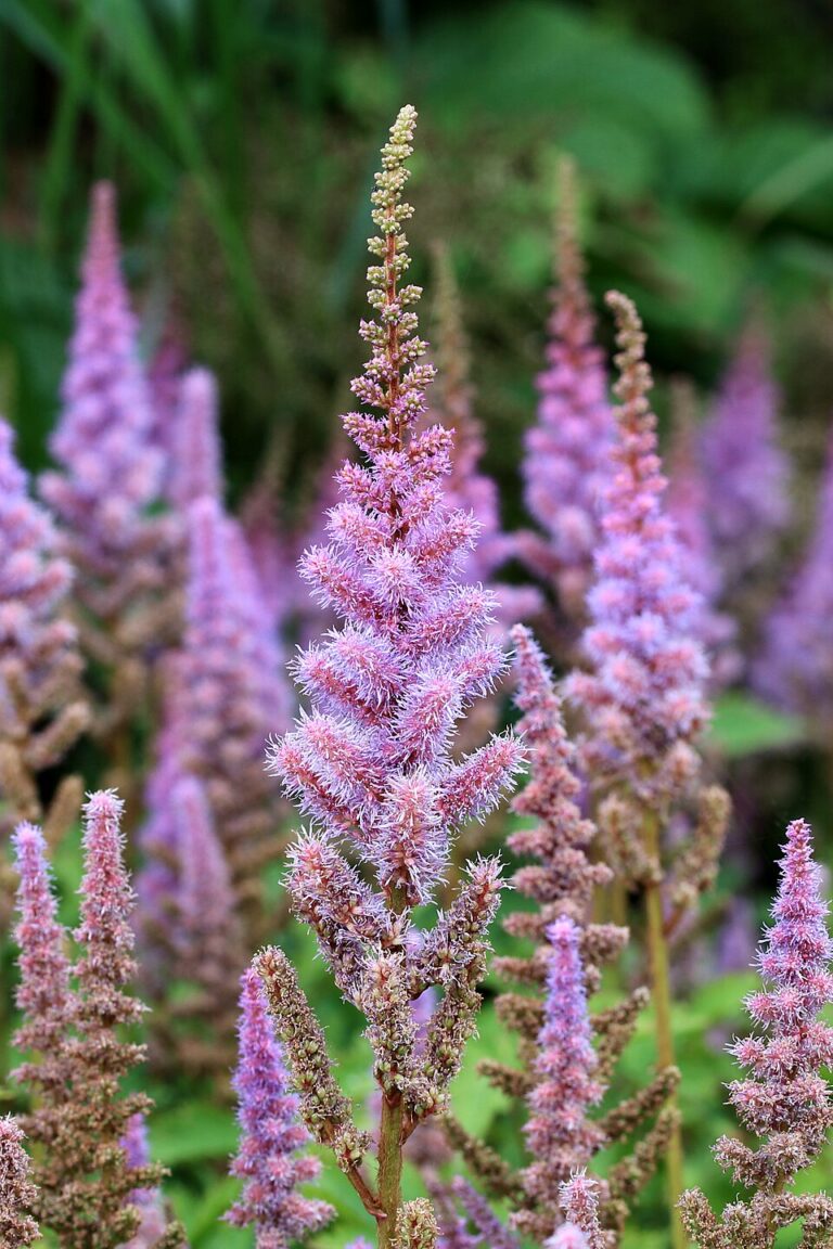 Astilbe chinensis "Purpurkerze" 9 cm pott