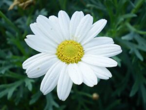 Argyranthemum frutescens rosea