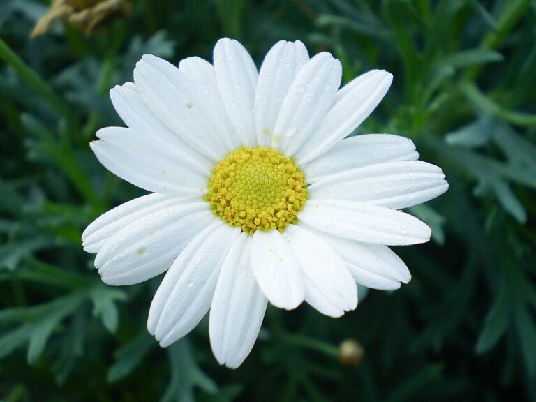 Marguerite daisy rosea (Argyranthemum frutescens)