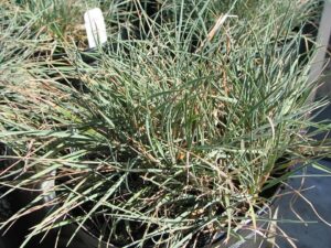 Koeleria glauca "Blue Hair"