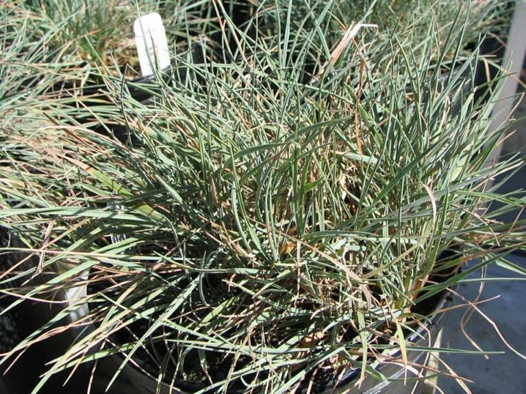 Koeleria glauca "Blue Hair"