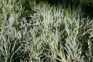 Lavandula x intermedia "Grosso" 9 cm pott (Lavender)
