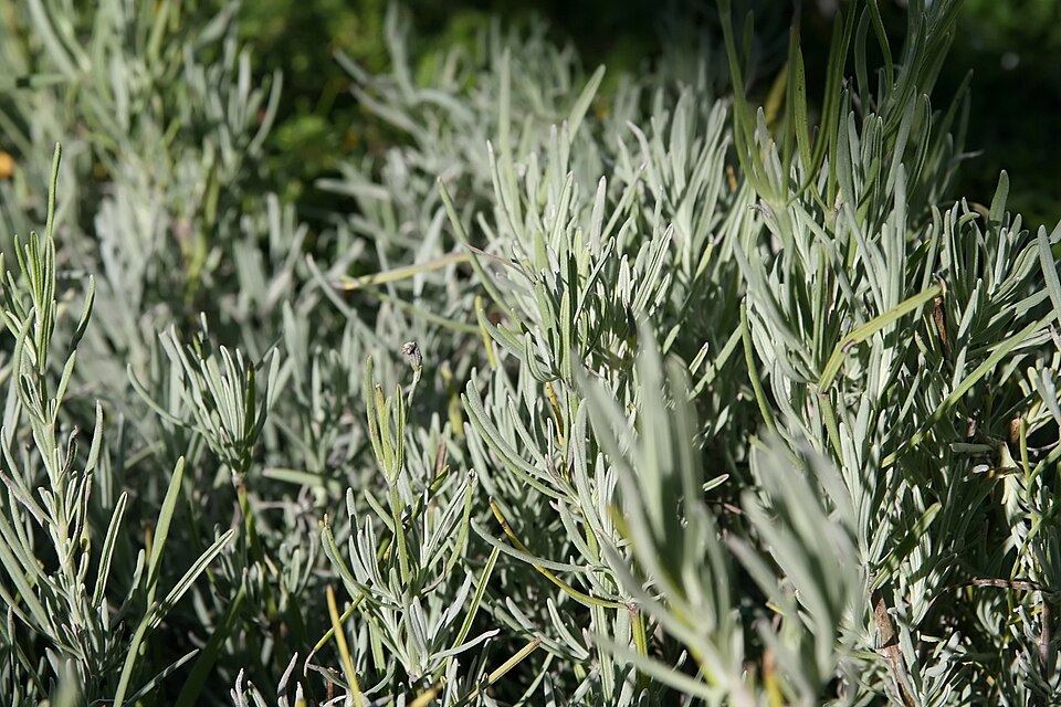 Lavandula x intermedia "Grosso" 9 cm ruukku (Laventeli)