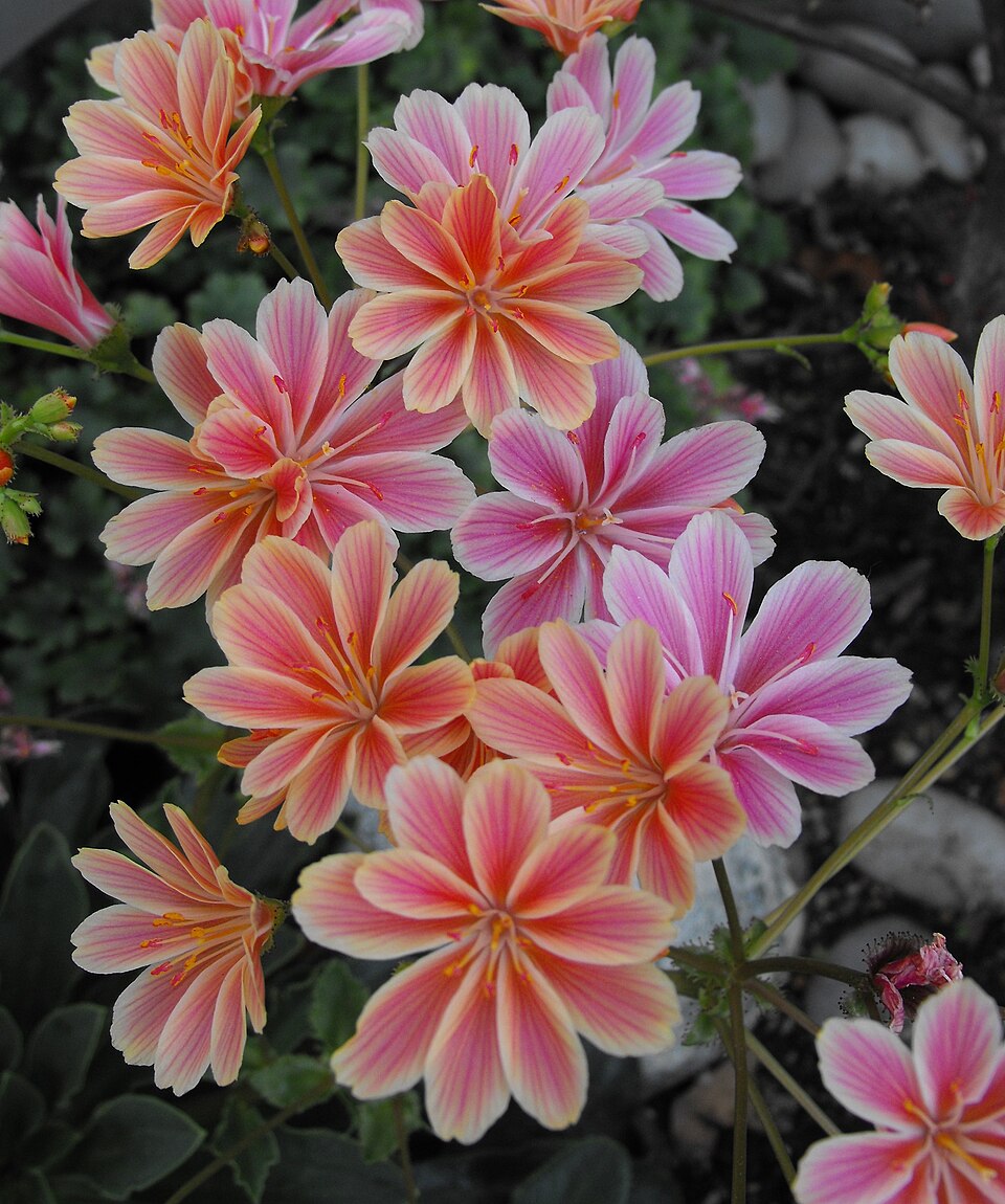 Lewisia cotyledon "Happy Colours"