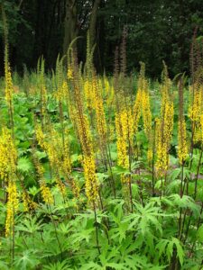 Ligularia przewalskii