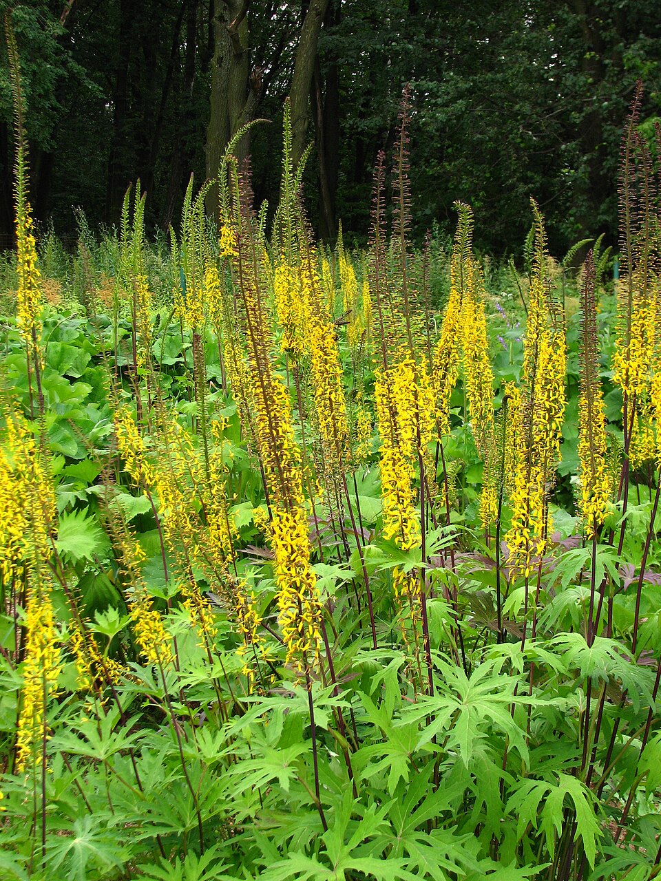 Ligularia przewalskii
