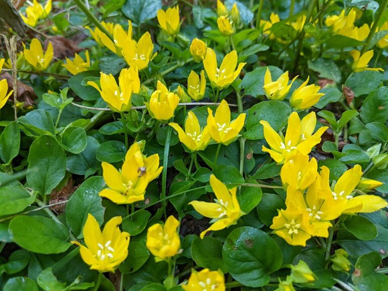 Lysimachia Nummularia