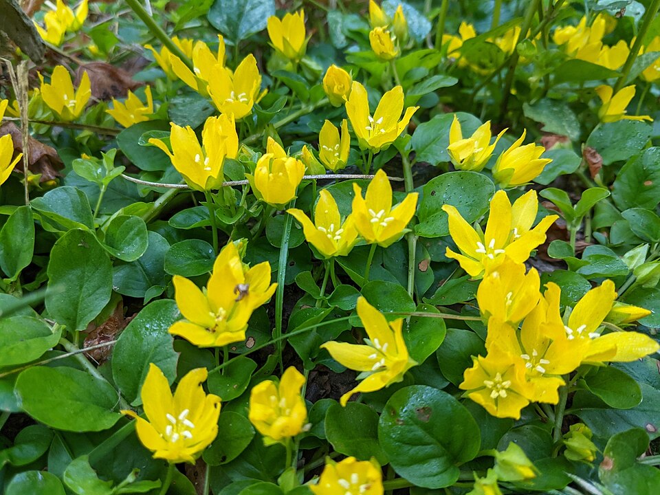 Lysimachia Nummularia