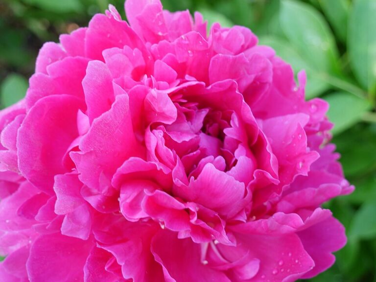Paeonia lactiflora "Louis van Houtte"