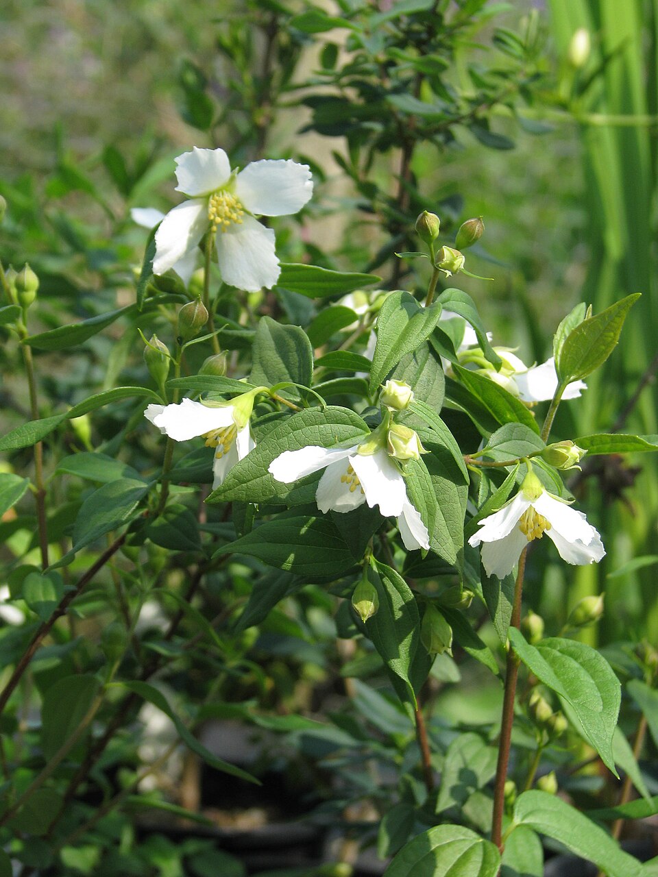 Philadelphus "Vozdushnij Desant"