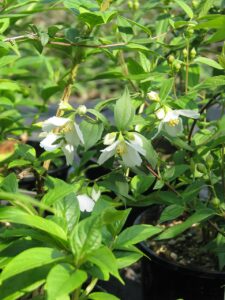 Philadelphus "Akademik Komarov"
