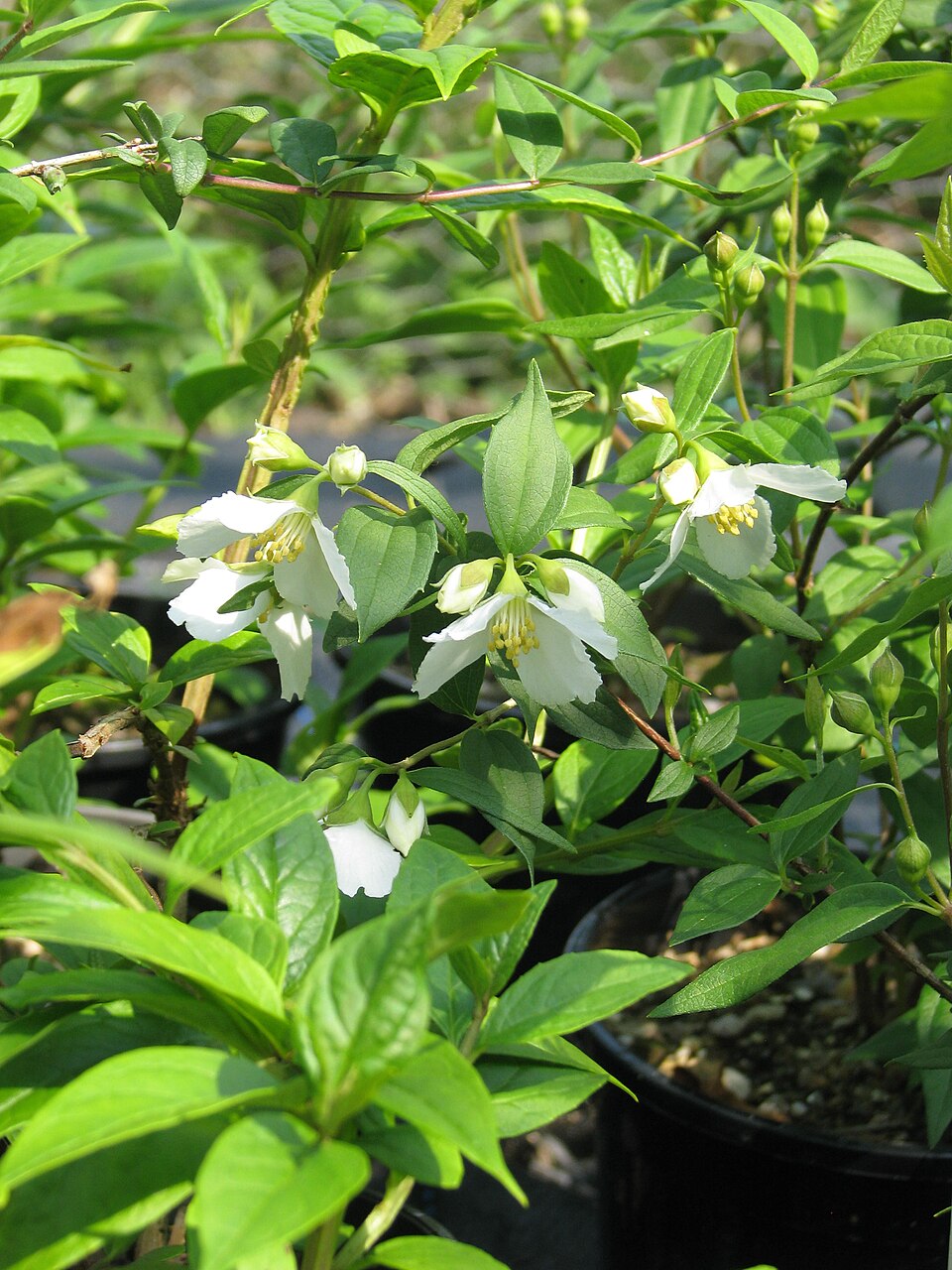 Philadelphus "Akademik Komarov"