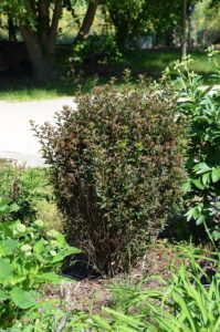 Physocarpus opulifolius "Donna May" 20 cm pott