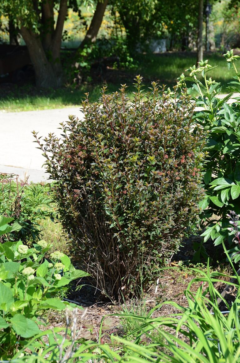 Physocarpus opulifolius "Donna May" 20 cm pott