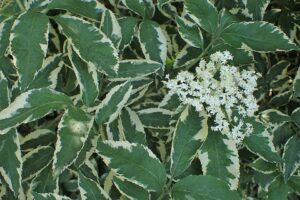 Sambucus nigra "Naomi"