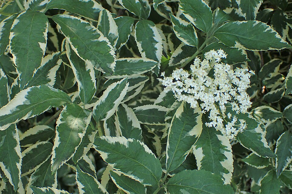 Sambucus nigra "Naomi"