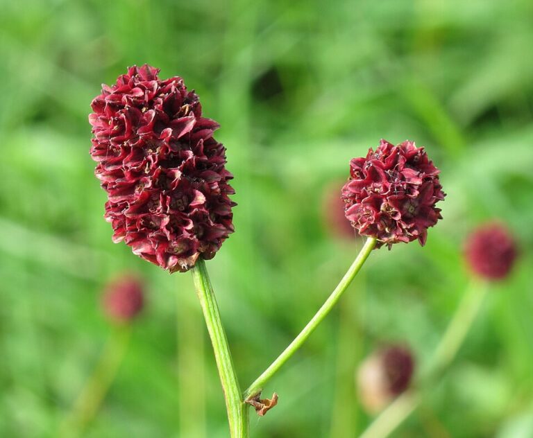 Sanguisorba Mustvee