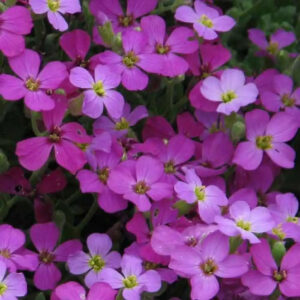Aubrieta "Leichtlinii" 9 cm pott