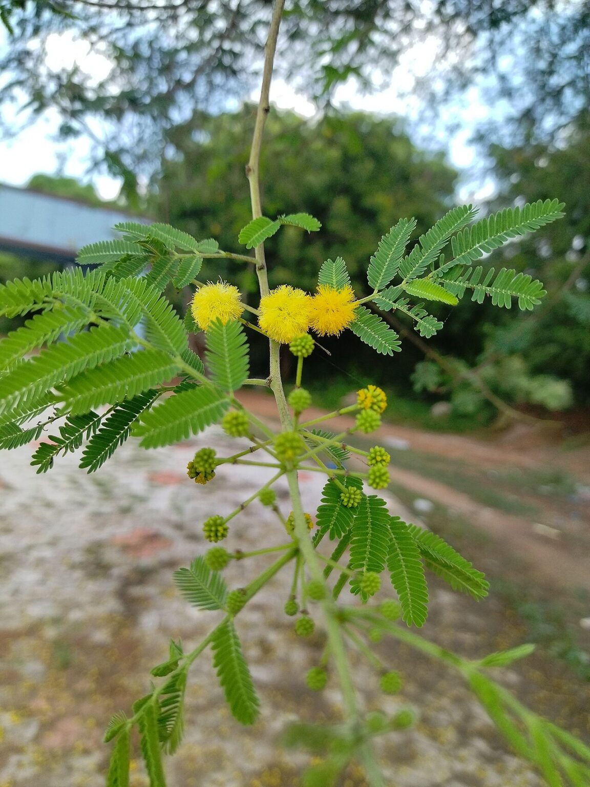 Mimosa (hopea-akaasia)